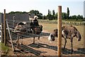 Ostriches at Spalford