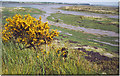 Saltmarsh near Gore Saltings.