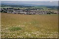 Clover field at Pitreuchie