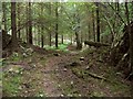 SN6019 : Trail through break in forest wall near Gelli Aur by Nigel Davies