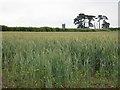 Barley field near Cotehele