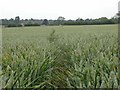 Footpath through Wheat