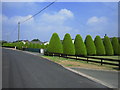 Conifer Hedges