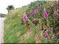 Heather and foxgloves, Boquio