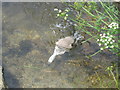 Diving cygnet