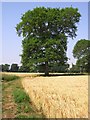 Fieldside footpath, Horning