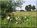 Wild roses, Horning