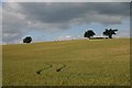 TL8149 : Wheat field near Truckett's Hall by Bob Jones