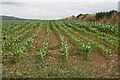 Field of Maize