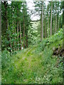 Footpath through the woods