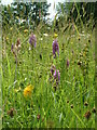 Winllan Wildlife Garden - Hay Meadow with wild flowers including rare marsh orchids