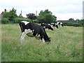 Cattle grazing at Cuckold