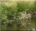 NJ3159 : Marsh Valerian (Valeriana dioica) by Anne Burgess
