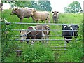 Cattle at Green Farm, Hilderstone