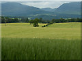 Farmland east of Muthill