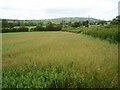 Cornfield, Cleestanton