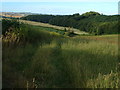 Fordton Down Copse