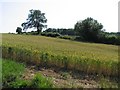 Towards Allexton Wood