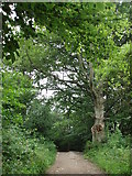 TQ2913 : Woodland track; Wolstonbury Hill by Sheila Russell