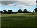 NN8917 : Farmland, Strageath by Andrew Smith
