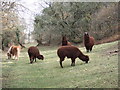 Alpacas in Pembrokeshire