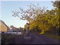 A tree on Heol Ddu road