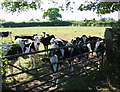 Inquisitive bullocks, Green Farm