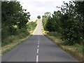 Tree on a Hill