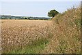 Field of Wheat