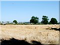 Standing Stubble near Wickton Court