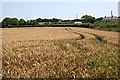 Wheatfield by the Road