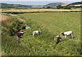 Cattle in the River