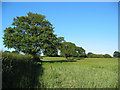 Young barley, near Blackhurst Farm