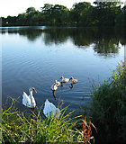 SJ5949 : Inquisitive swans on Baddiley Reservoir by Espresso Addict