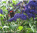 Butterfly and Buddleia