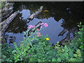 Still water on the River Tavy