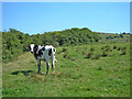 Heifer in field