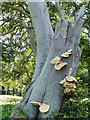 NT6280 : Bracket fungus by Eileen Henderson