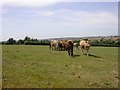 View from the Milton Keynes Boundary Walk