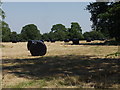 Haylage bales ready  to be stored