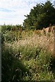 Overgrown Footpath