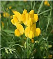 Meadow Vetchling (Lathyrus pratensis)