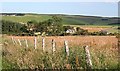 Old Fence