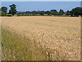 Wheatfield at Benthall