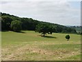 Trees in a field