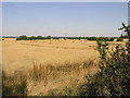 Yellow Field and Cables