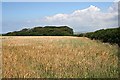 Barley Field and Wood