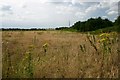 Field margin at Icklingham