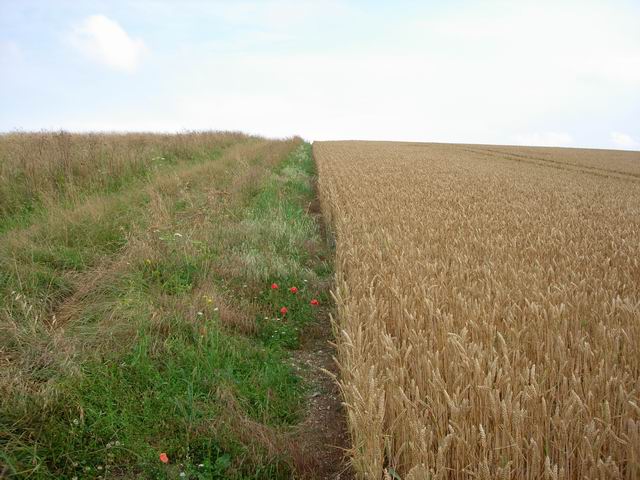 Wheat and path Bridleway going up next to the crop - few field boundaries in this area.