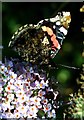 Red Admiral (Vanessa atalanta) underside